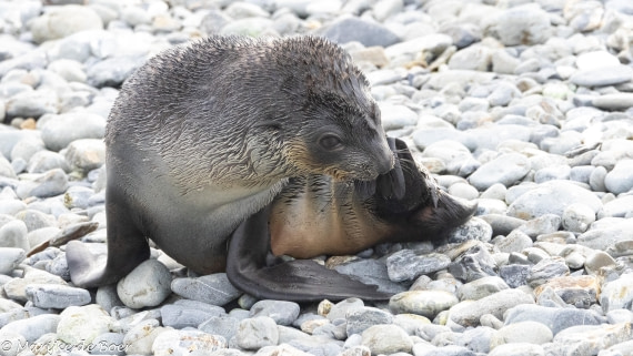 HDS31-25, Day 6, 20250328-398A5752 © Marijke de Boer - Oceanwide Expeditions.jpg