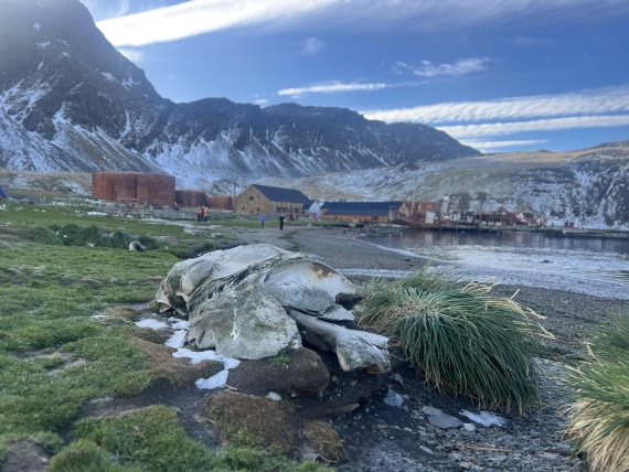 HDS31-25, Day 6, IMG_7130 © Elizabeth Robinson - Oceanwide Expeditions.jpeg