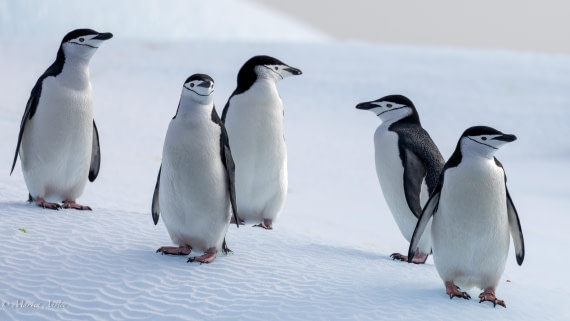 HDS31-25, Day 7, 088A0027-Enhanced-NR © Martin Anstee - Oceanwide Expeditions.jpg