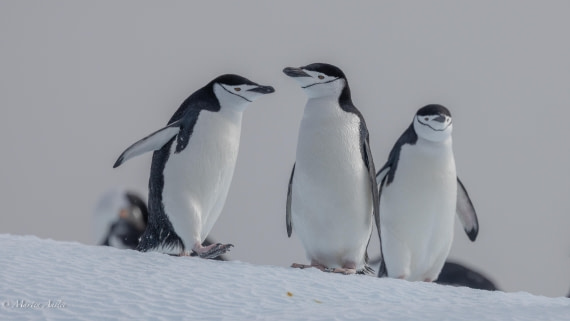 HDS31-25, Day 7, 088A0042 © Martin Anstee - Oceanwide Expeditions.jpg
