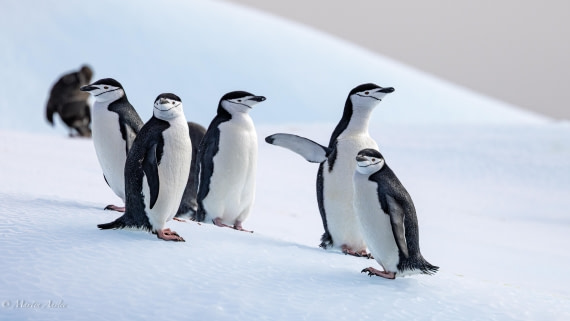 HDS31-25, Day 7, 088A0043-Enhanced-NR © Martin Anstee - Oceanwide Expeditions.jpg