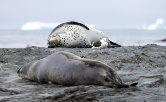 HDS31-25, Day 7, 088A0070 © Martin Anstee - Oceanwide Expeditions.jpg