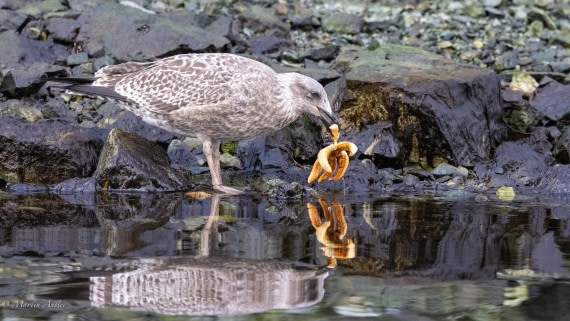 HDS31-25, Day 7, 088A0073 © Martin Anstee - Oceanwide Expeditions.jpg