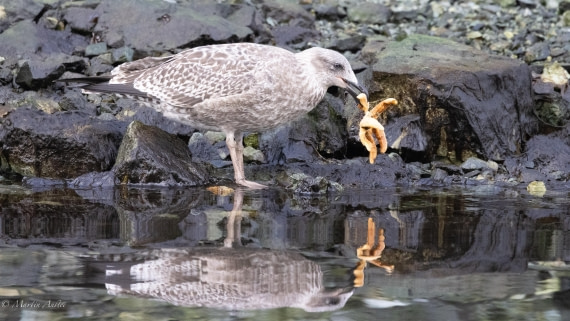 HDS31-25, Day 7, 088A0074 © Martin Anstee - Oceanwide Expeditions.jpg