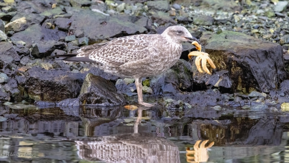 HDS31-25, Day 7, 088A0076 © Martin Anstee - Oceanwide Expeditions.jpg