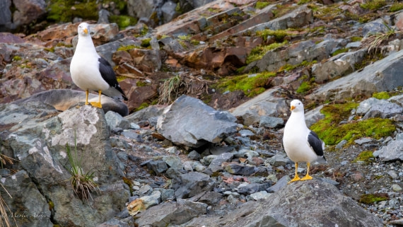 HDS31-25, Day 7, 088A0085-Enhanced-NR © Martin Anstee - Oceanwide Expeditions.jpg