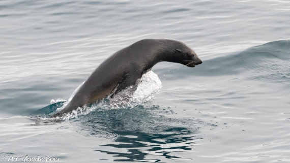 HDS31-25, Day 7, 20250329-398A5810 © Marijke de Boer - Oceanwide Expeditions.jpg
