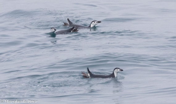HDS31-25, Day 7, 20250329-398A5837 © Marijke de Boer - Oceanwide Expeditions.jpg