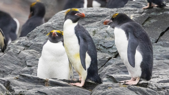 HDS31-25, Day 7, 20250329-398A5848 © Marijke de Boer - Oceanwide Expeditions.jpg