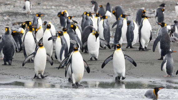 HDS31-25, Day 7, 20250329-398A5867 © Marijke de Boer - Oceanwide Expeditions.jpg
