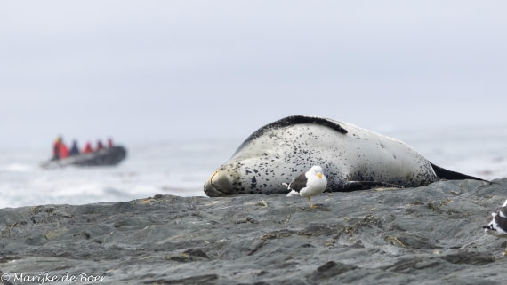 HDS31-25, Day 7, 20250329-398A5906 © Marijke de Boer - Oceanwide Expeditions.jpg