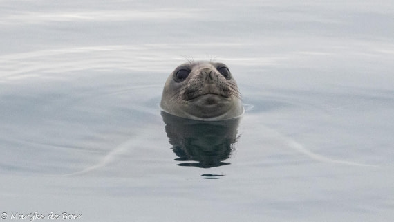 HDS31-25, Day 7, elephant seal_20250329-398A5819 © Marijke de Boer - Oceanwide Expeditions.jpg