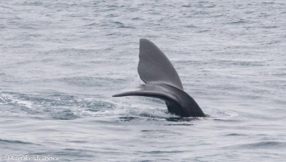 HDS31-25, Day 7, right whale fluke_20250329-398A6069 © Marijke de Boer - Oceanwide Expeditions.jpg