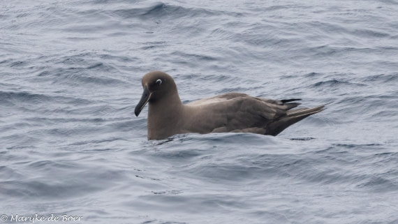 HDS31-25, Day 8, Sooty_20250330-398A6161 © Marijke de Boer - Oceanwide Expeditions.jpg