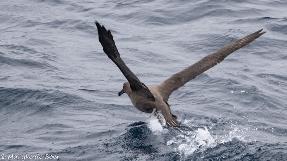 HDS31-25, Day 8, Sooty_20250330-398A6163 © Marijke de Boer - Oceanwide Expeditions.jpg