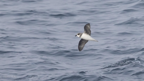 HDS31-25, Day 9, 088A0108-Enhanced-NR © Martin Anstee - Oceanwide Expeditions.jpg