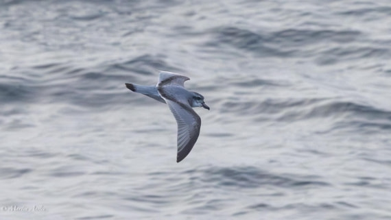 HDS31-25, Day 10, 088A0114-Enhanced-NR © Martin Anstee - Oceanwide Expeditions.jpg