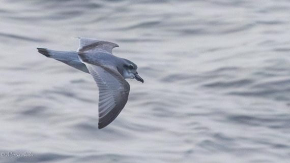 HDS31-25, Day 10, 088A0115-Enhanced-NR © Martin Anstee - Oceanwide Expeditions.jpg