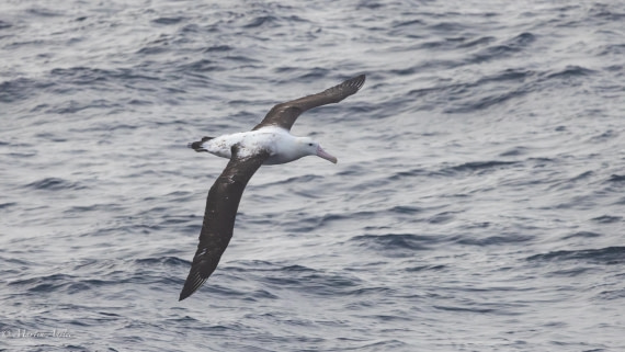 HDS31-25, Day 10, 088A0121-Enhanced-NR © Martin Anstee - Oceanwide Expeditions.jpg