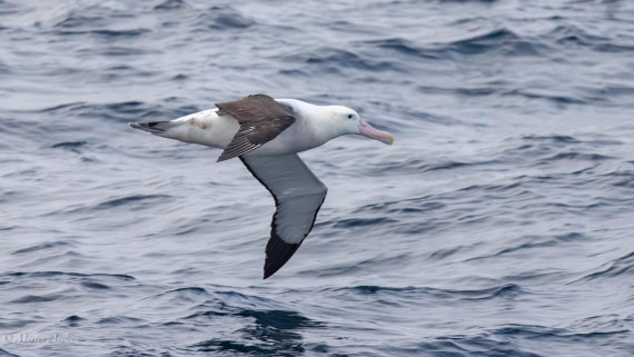 HDS31-25, Day 10, 088A0123-Enhanced-NR © Martin Anstee - Oceanwide Expeditions.jpg