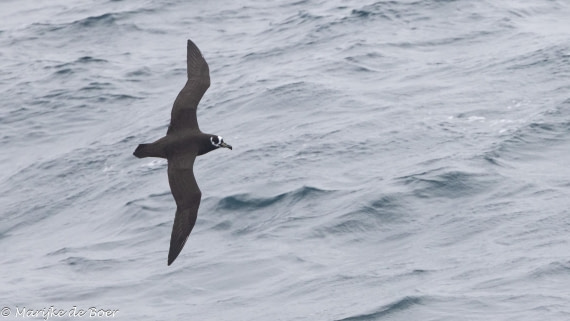 HDS31-25, Day 10, spectaced petrel 20250401-398A6247 © Marijke de Boer - Oceanwide Expeditions.jpg