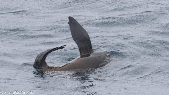 HDS31-25, Day 10, subantarctic fur seal20250401-398A6276 © Marijke de Boer - Oceanwide Expeditions.jpg