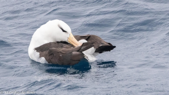 HDS31-25, Day 11, 20250402-398A6497 © Marijke de Boer - Oceanwide Expeditions.jpg