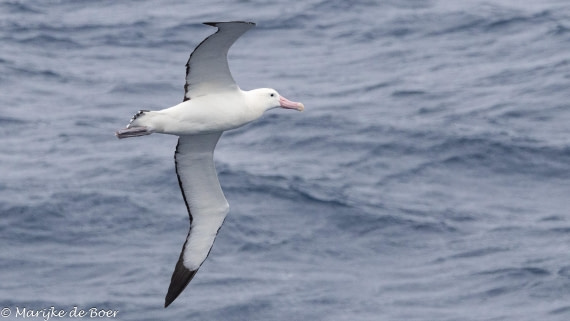 HDS31-25, Day 11, 20250402-398A6523 © Marijke de Boer - Oceanwide Expeditions.jpg