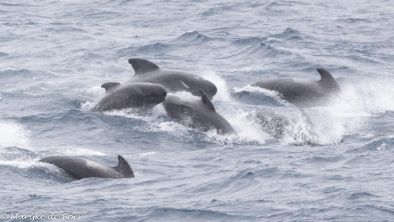 HDS31-25, Day 11, 20250402-398A6582 © Marijke de Boer - Oceanwide Expeditions.jpg