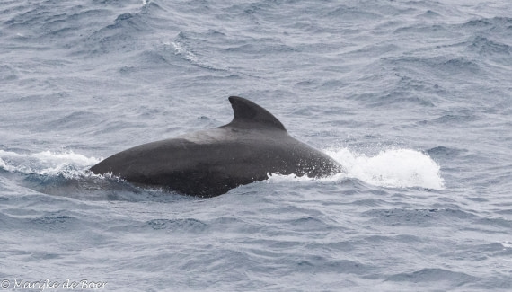 HDS31-25, Day 11, 20250402-398A6592 © Marijke de Boer - Oceanwide Expeditions.jpg