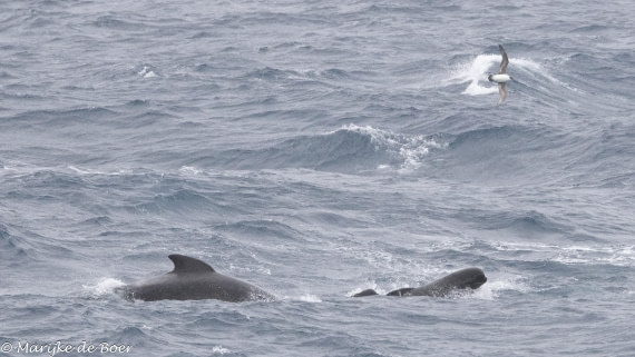 HDS31-25, Day 11, 20250402-398A6586 © Marijke de Boer - Oceanwide Expeditions.jpg