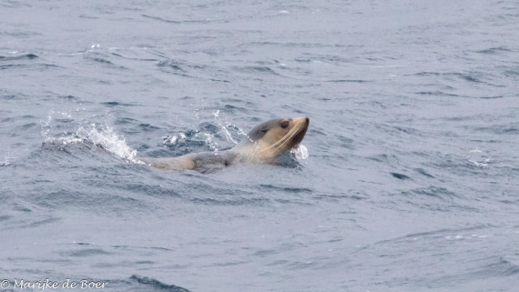 HDS31-25, Day 11, subantarctic fur seal 20250402-398A6366 © Marijke de Boer - Oceanwide Expeditions.jpg