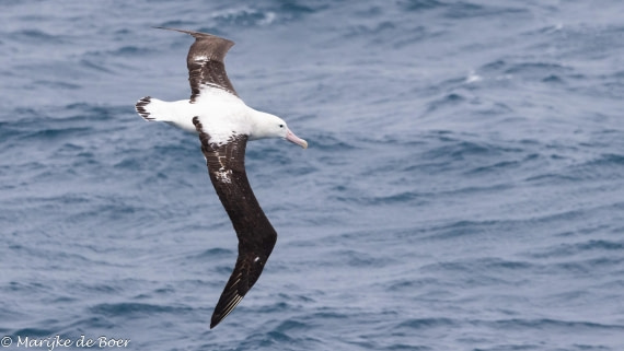 HDS31-25, Day 11, tristan albatross 20250402-398A6459 © Marijke de Boer - Oceanwide Expeditions.jpg