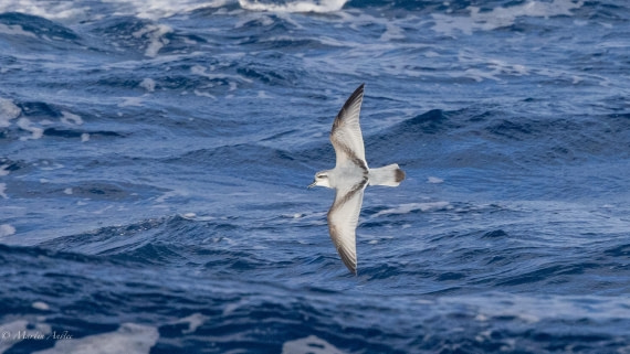 HDS31-25, Day 12, 088A0310 © Martin Anstee - Oceanwide Expeditions.jpg