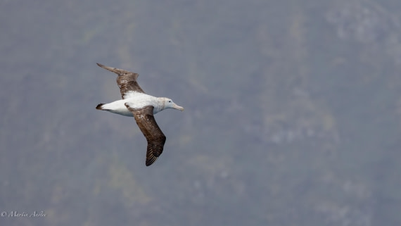 HDS31-25, Day 12, 088A0427-Enhanced-NR © Martin Anstee - Oceanwide Expeditions.jpg