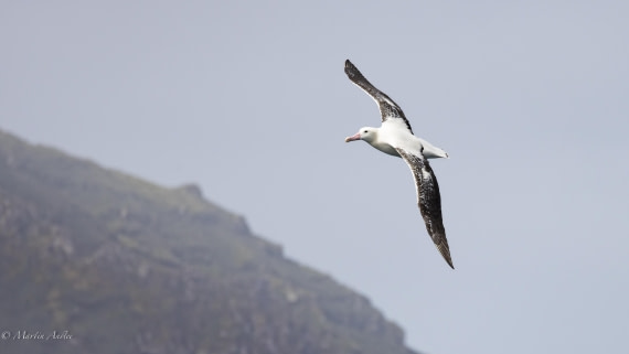 HDS31-25, Day 12, 088A0450-Enhanced-NR © Martin Anstee - Oceanwide Expeditions.jpg