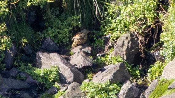 HDS31-25, Day 12, 088A0491-Enhanced-NR © Martin Anstee - Oceanwide Expeditions.jpg
