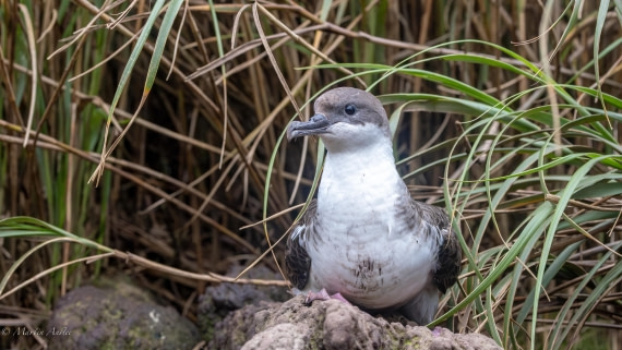 HDS31-25, Day 13, 088A0493-Enhanced-NR © Martin Anstee - Oceanwide Expeditions.jpg