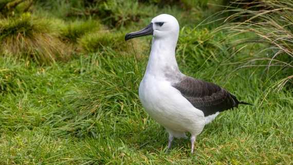 HDS31-25, Day 13, 088A0548-Enhanced-NR © Martin Anstee - Oceanwide Expeditions.jpg