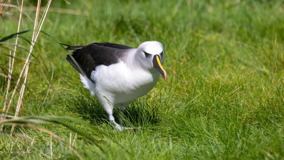 HDS31-25, Day 13, 088A0620 © Martin Anstee - Oceanwide Expeditions.jpg