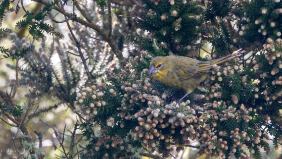 HDS31-25, Day 13, 088A0646-Enhanced-NR © Martin Anstee - Oceanwide Expeditions.jpg