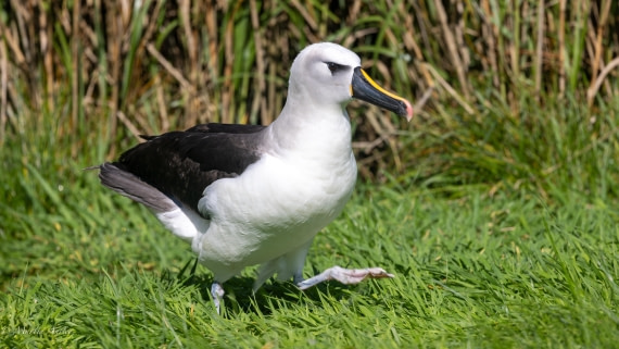 HDS31-25, Day 13, 088A0672 © Martin Anstee - Oceanwide Expeditions.jpg