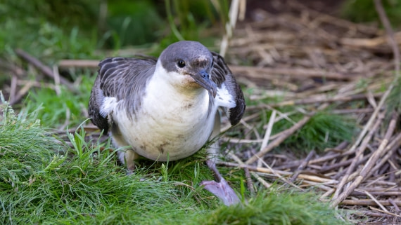 HDS31-25, Day 13, 088A0716-Enhanced-NR © Martin Anstee - Oceanwide Expeditions.jpg