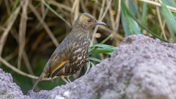 HDS31-25, Day 13, 088A0725-Enhanced-NR © Martin Anstee - Oceanwide Expeditions.jpg