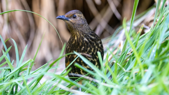 HDS31-25, Day 13, 088A0746-Enhanced-NR © Martin Anstee - Oceanwide Expeditions.jpg