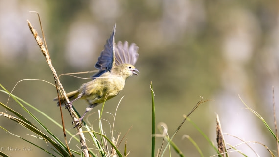HDS31-25, Day 13, 088A9906 © Martin Anstee - Oceanwide Expeditions.jpg