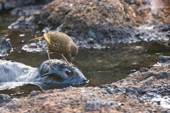 HDS31-25, Day 13, 088A9939-Enhanced-NR © Martin Anstee - Oceanwide Expeditions.jpg