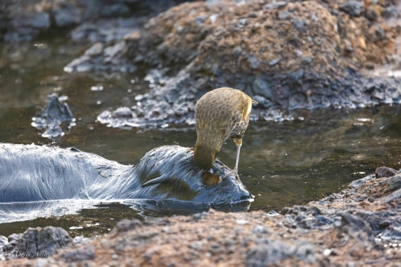 HDS31-25, Day 13, 088A9945-Enhanced-NR © Martin Anstee - Oceanwide Expeditions.jpg