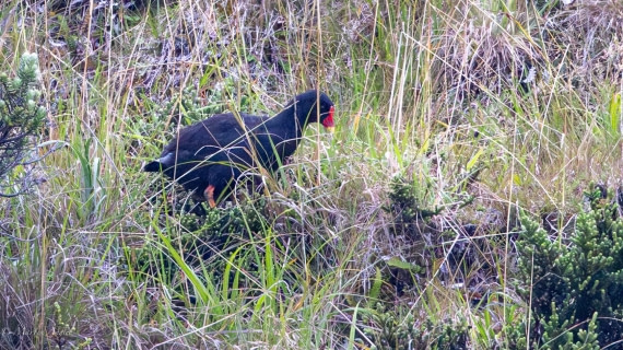 HDS31-25, Day 14, 088A9977-Enhanced-NR © Martin Anstee - Oceanwide Expeditions.jpg