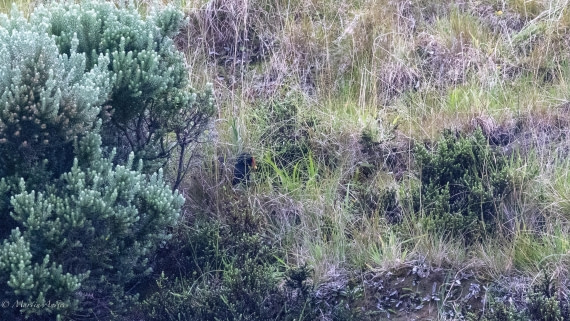 HDS31-25, Day 14, 088A9969 © Martin Anstee - Oceanwide Expeditions.jpg